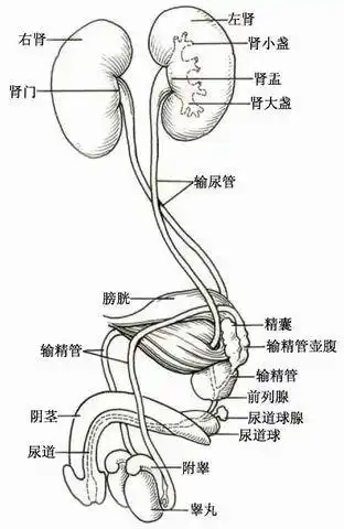 先天性腹壁肌肉发育不良,患病的原因十分复杂且多样,要积极治疗