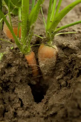 胡萝卜,地面,远景,生长,地点