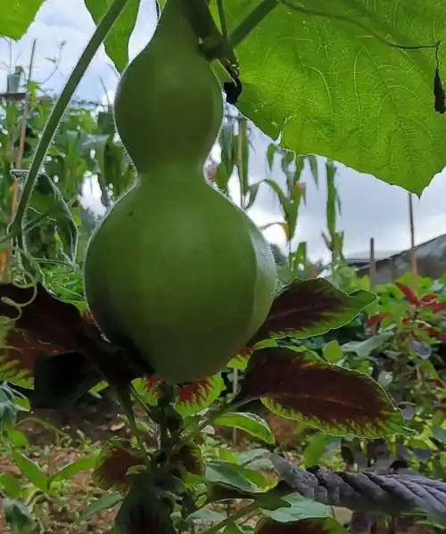 子墨拍摄的葫芦瓜