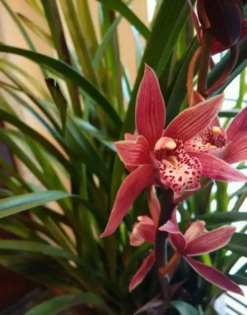 兰花十大品种金叶兰,冬季买兰就选它(4)