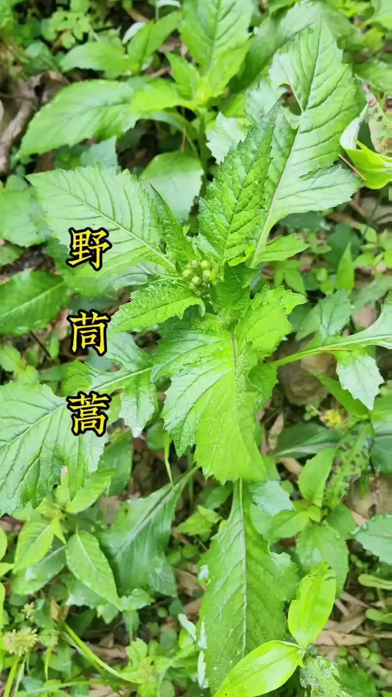 野茼蒿又被称为"革命菜"