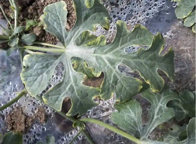 察颜观色巧辨西瓜缺素西瓜常见缺素诊断要点来袭