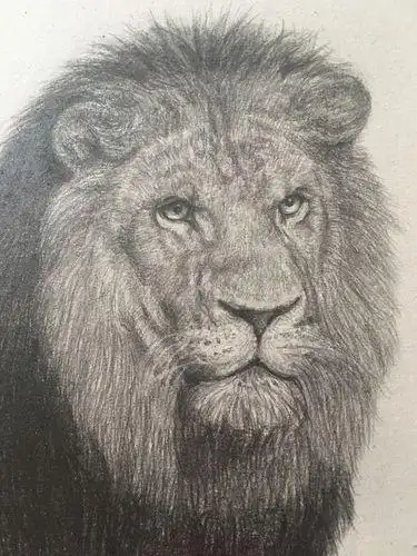 狮子素描画狮子素描画法一步一步的画