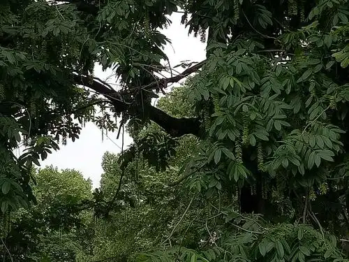 鬼柳树下的童年记忆