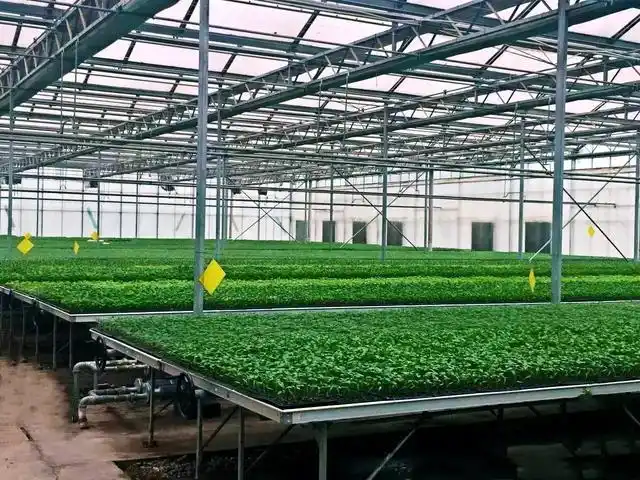 滨州连栋育苗温室