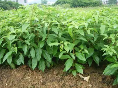 天然冰片的植物特征