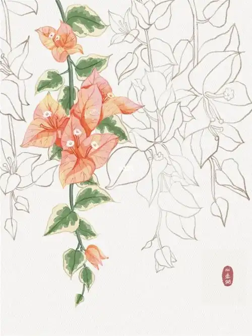 水彩花卉|附线稿·三角梅