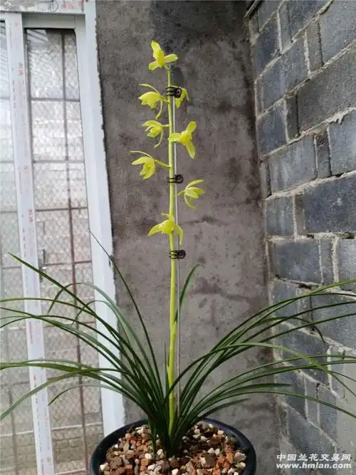 蕙兰新品瓣型黄素