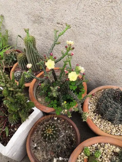 带刺的梅花盆景