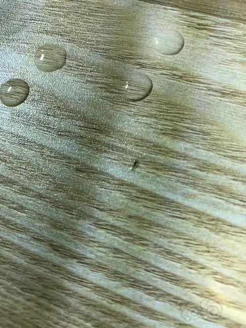 孑孓近距离观看一下吧