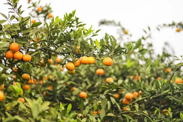 秋日游玩之橘子园摘橘子