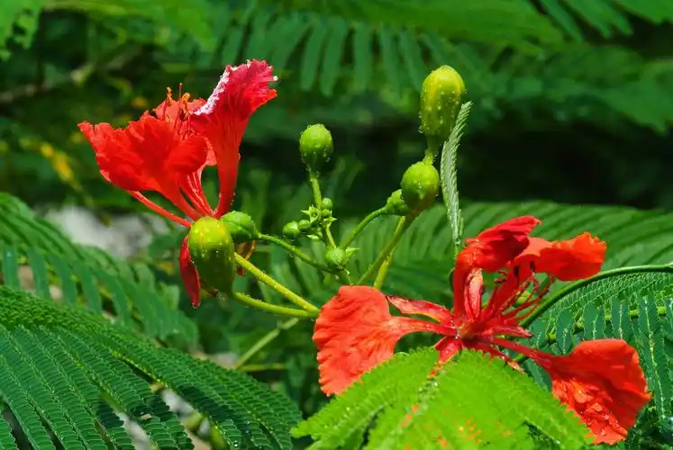 凤凰花图片花卉鲜花花朵凤凰花