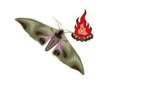 大鸟玩火,玩火自焚,蝴蝶前边一团火,飞蛾扑火饱暖思女性,衣食女性