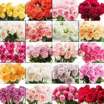 多色玫瑰花(多色玫瑰花优缺点)
