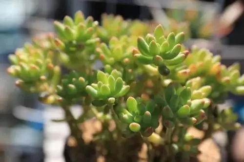 "柠檬手指"景天科景天属多肉植物,易群生容易出果冻色好看