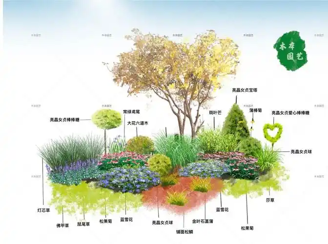 植物之间重复呼应,不会显得杂乱#花园植物  #花园  #植物搭配  #手绘