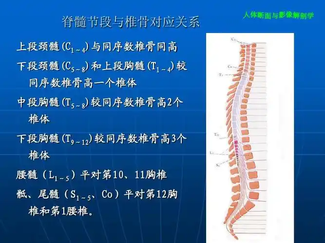 椎体 腰髓(l1~5)平对第10,11胸椎 骶,尾髓(s1~5,co)平对第12胸 椎和第