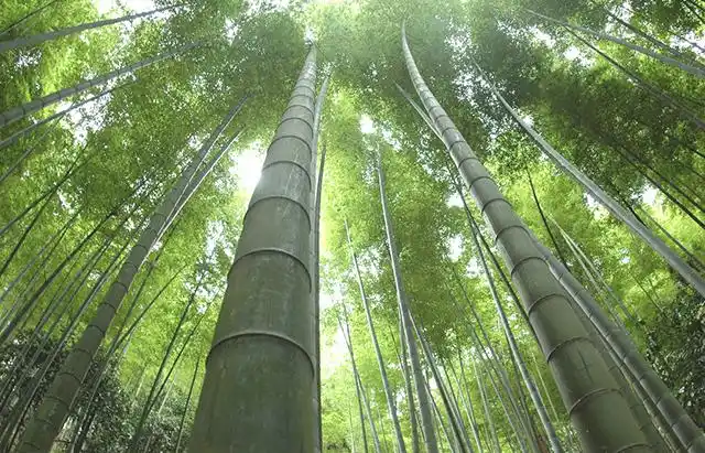 你不知道的箱庭树木道具象征意义