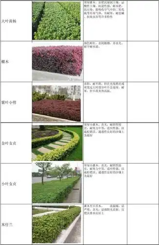 常见绿篱灌木单