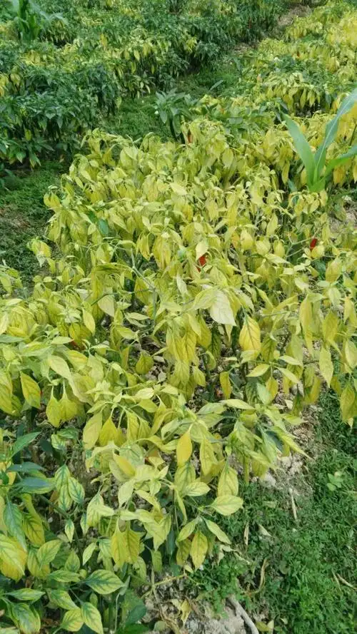 各位专家,这辣椒黄叶什么问题?