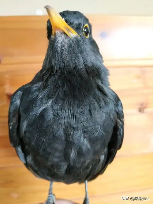 乌鸫雏鸟公母分辨图解(掌握这3点特征快速区分乌鸫公母)