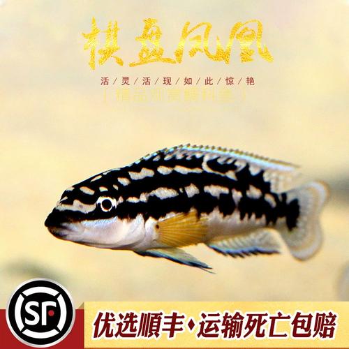 棋盘凤凰鱼三湖坦鲷慈鲷淡水鱼热带鱼观赏鱼凤凰短鲷黄帆卷贝活体