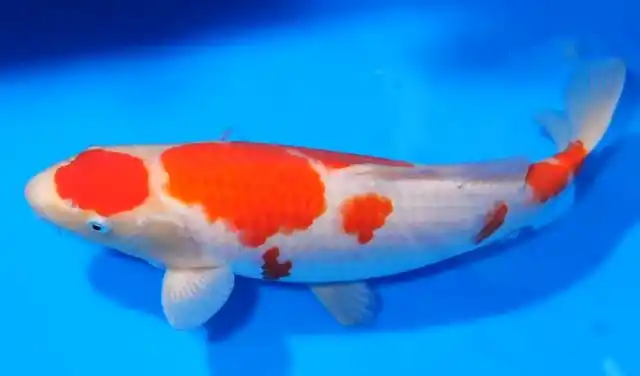 03-养巨型锦鲤,百里挑一