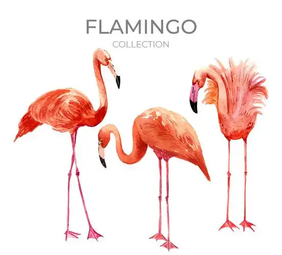 3款水彩绘逼真火烈鸟矢量图