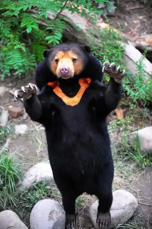 ***** 马来熊 ******************