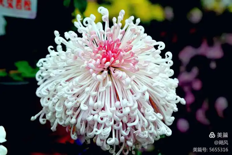 重庆巴南最美菊花展