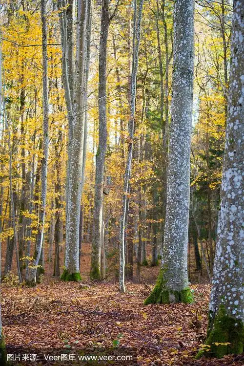 秋天的森林景观.山毛榉树的近景,绿色和金色的叶子,德国