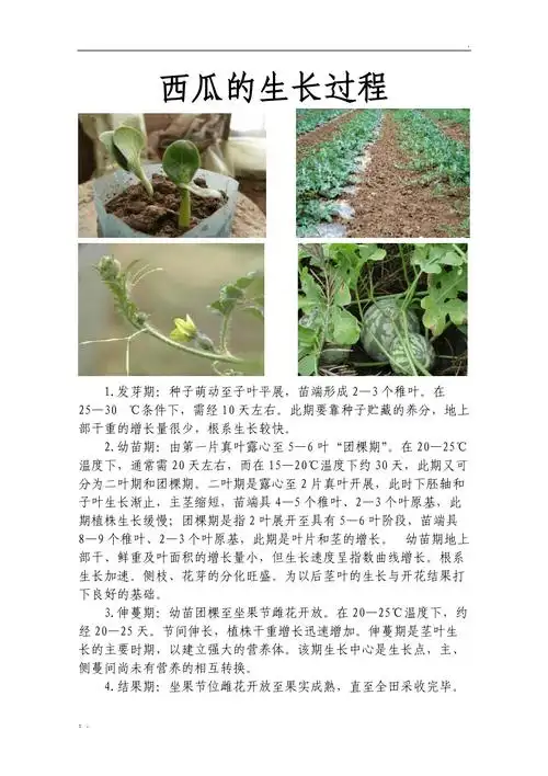 西瓜成长过程图片