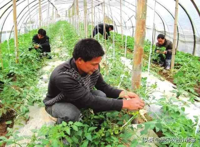 疏枝打杈,打顶摘心,疏花疏果管理不科学,不合理,就会造成西红柿发生茎