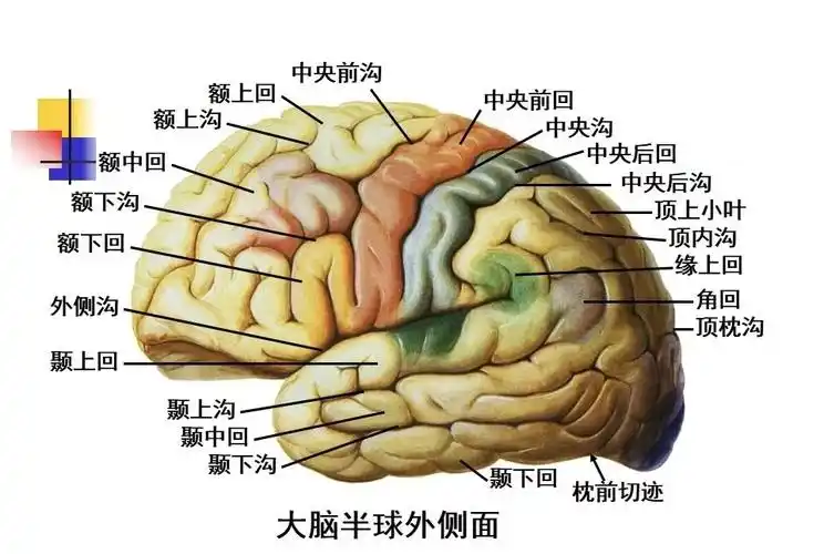 值得收藏,高清大脑解剖图谱