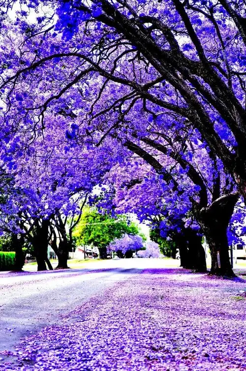 静谧蓝花楹,给你一片紫色的梦