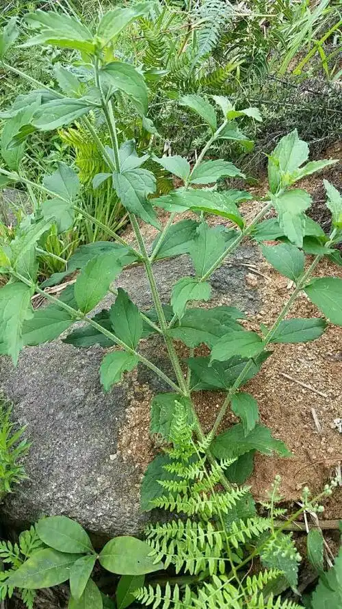 多须公可发汗,密蒙花能亮眼.