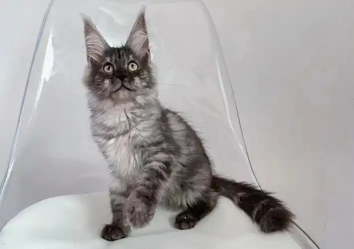 缅因猫烟灰色妹妹