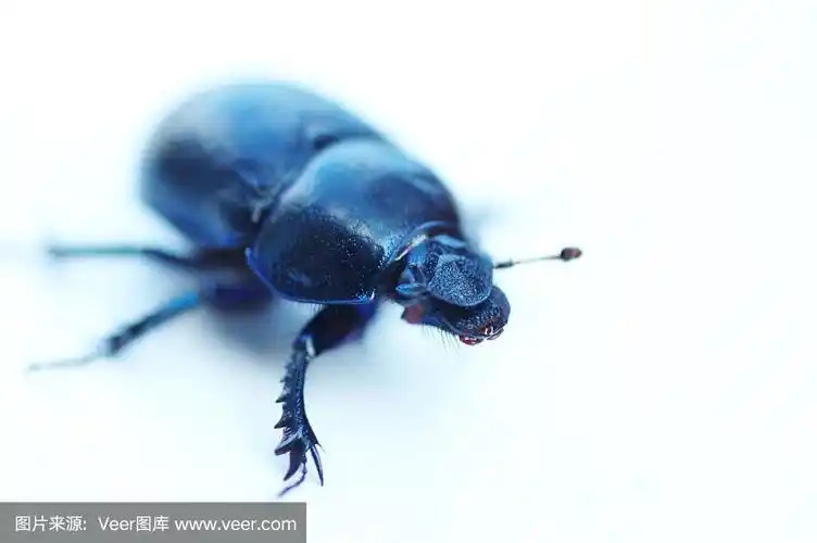 甲虫,天牛,水平画幅,散焦,蓝色