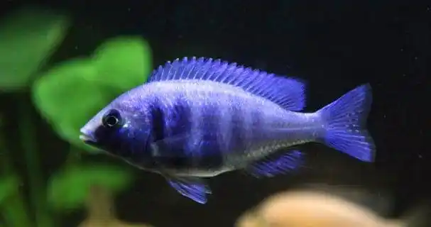 蓝宝石鱼食性杂喜食活饵色彩美丽可作为观赏鱼类