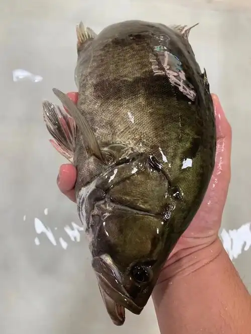 桂花鱼(鳜鱼)95,在aaaaa级水质下生长,好水出好鱼