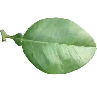 重庆新鲜柚子叶现摘去晦气转运祈福沐浴柚叶50年老树带枝2件包邮