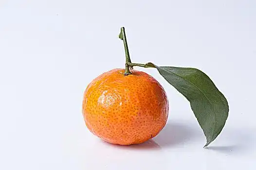 黄岩蜜桔图片_黄岩蜜桔图片大全_黄岩蜜桔图片素材