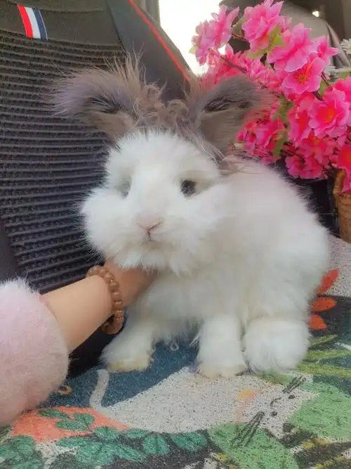 安哥拉巨兔网红彩色安哥拉兔宠物活体盖脸猫猫兔星兔