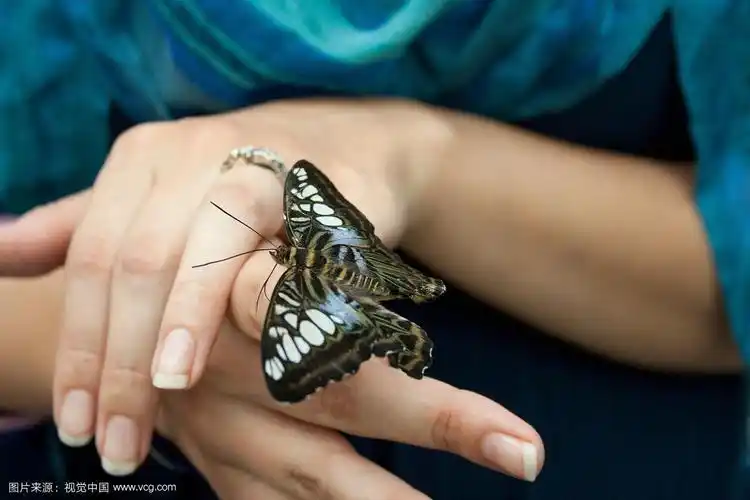 蝴蝶落在一个女人的手上