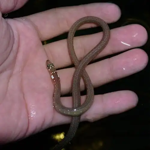 鳗鱼活体优惠专场