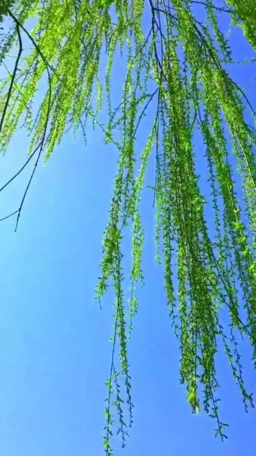 春意盎然柳枝微飘多么唯美的画面