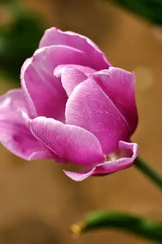 送你一朵郁金香