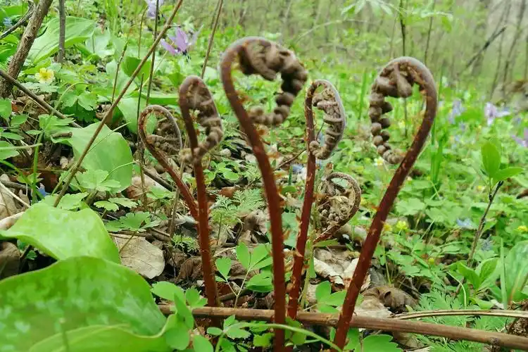 农村10种养生野菜,全认识的人不多,最后一个只有东北有