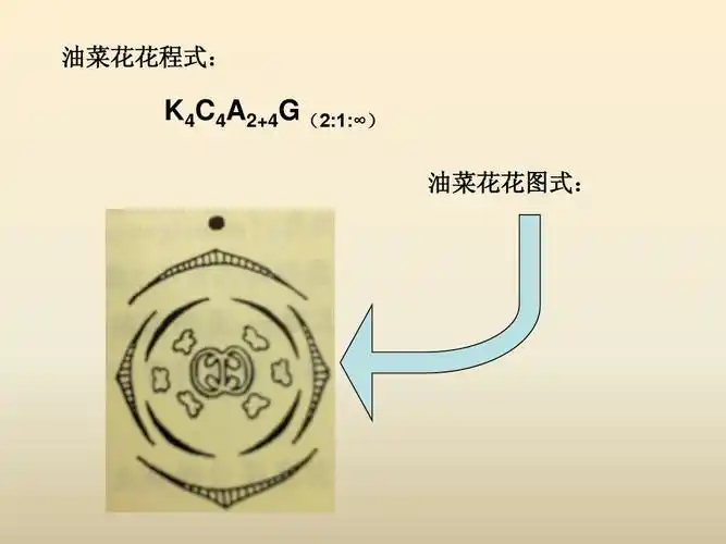 农学 油菜花ppt 油菜花花程式: k4c4a2 4g(2:1:∞) 油菜花花图式: 第3