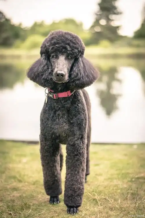 一般来说,黑色和白色的巨贵犬价格相对较高,而棕色和香槟色的巨贵犬